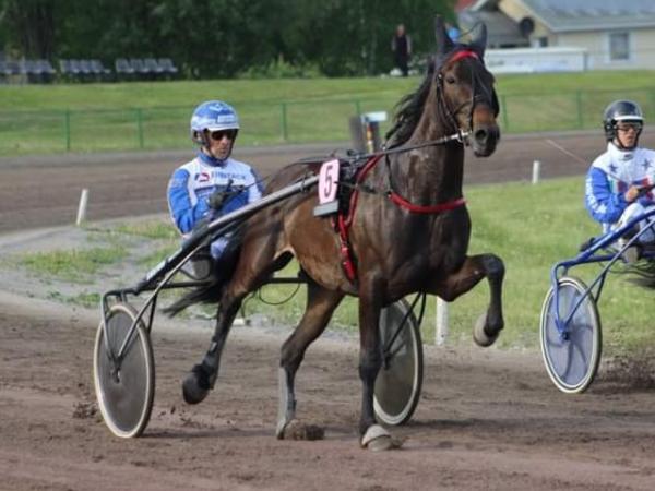 Falco Quesnot