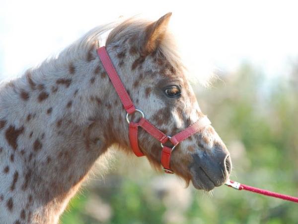 Ruby van de Woeste Hoeve