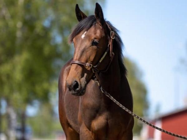 Aleida Mania