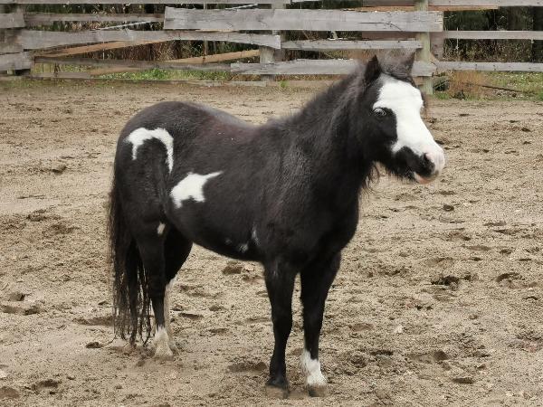Joy Horse Tex' Double Destiny