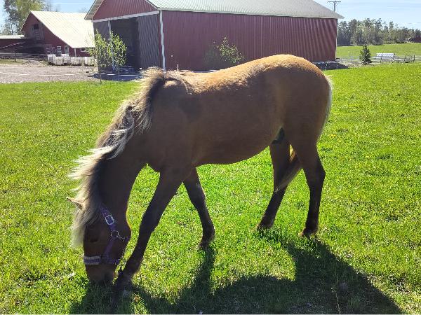 Heimdall