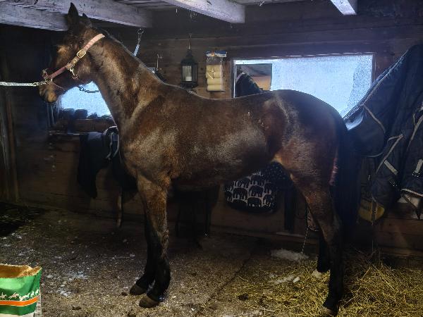 Princess Cindy