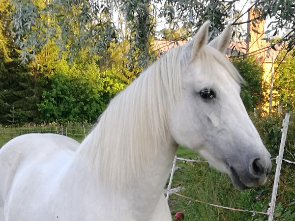 Vanja II