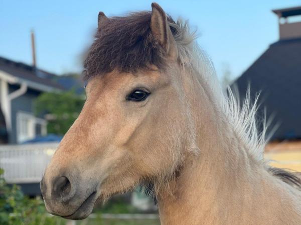 Herdís fra Alfahlid
