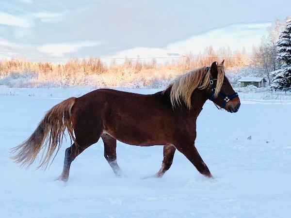 Niittykorven Viima
