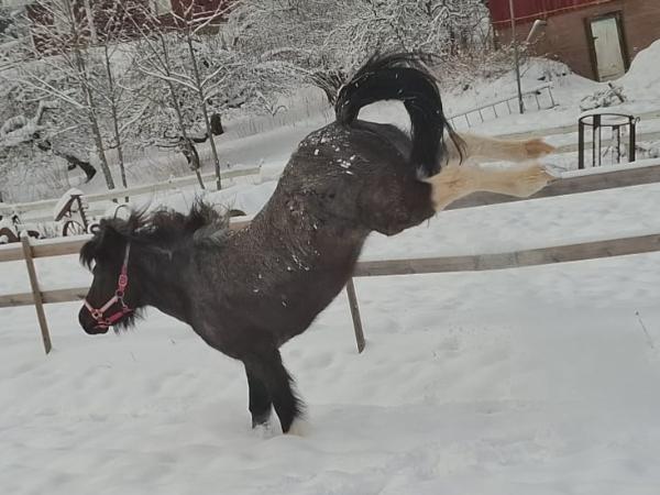 Særún frá Borgarkoti