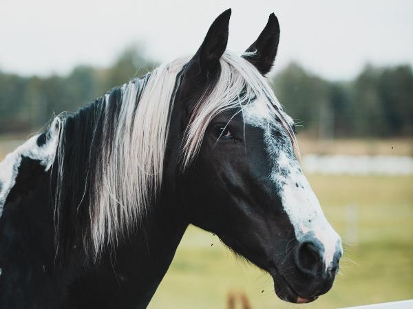 Bonte de Bellissima