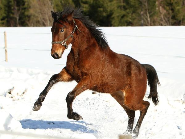 Foxit Apache