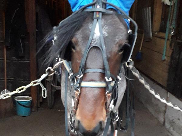 Tusen Tack Harmi