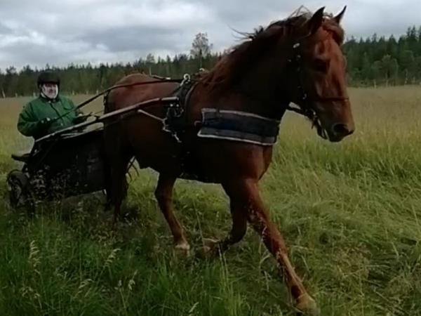 Purolainen
