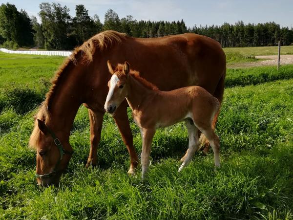 Petkus
