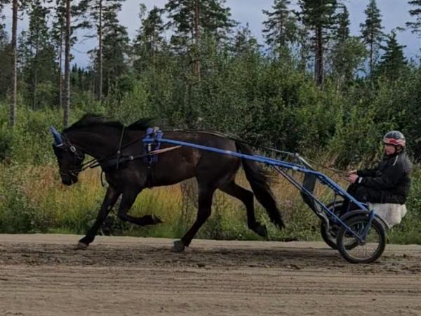 Bato Kungen*