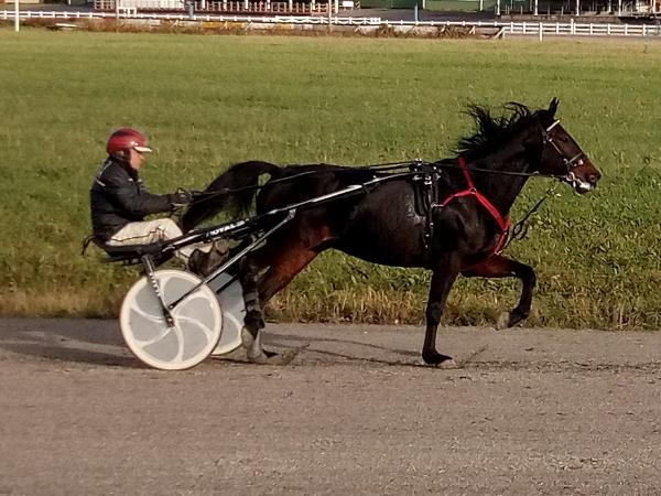Adalmina Buzz