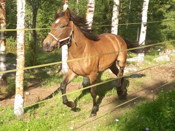 Korpikuusen Tintti