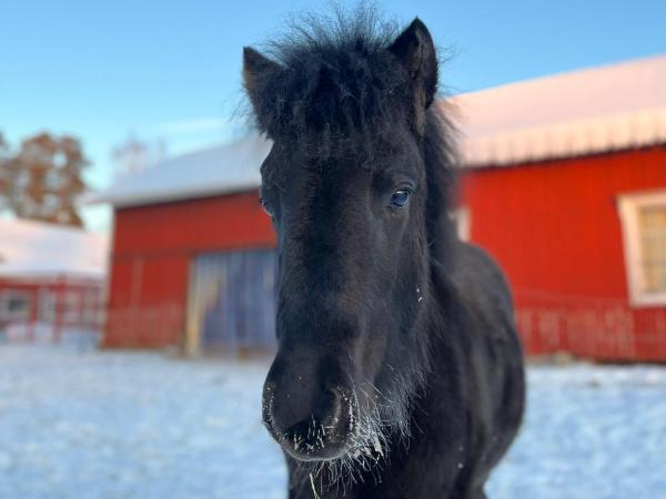 Kjarnadís fra Víðarbrekku