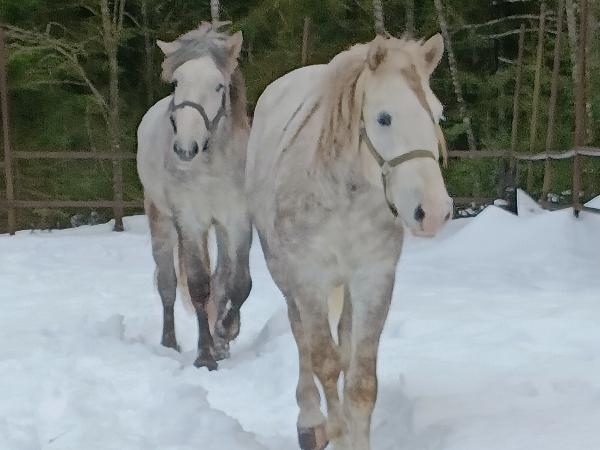Lotan Pyrstötähti