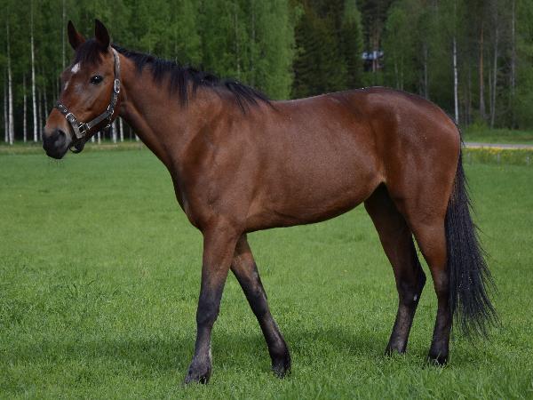 Cankus Rebel