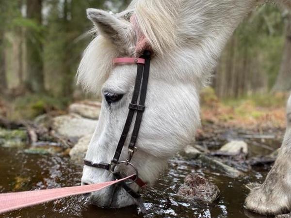 Milla Fra Kjarnholtum II