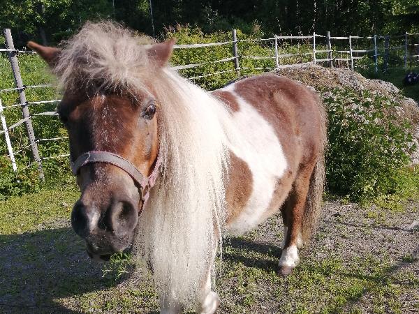 Jannie