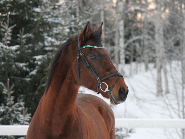 Icecool