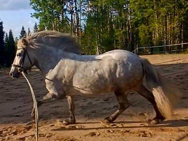 Jötunn fra Koivukumpu