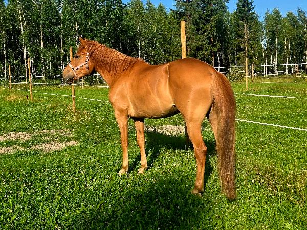 Maisteri Mörkö