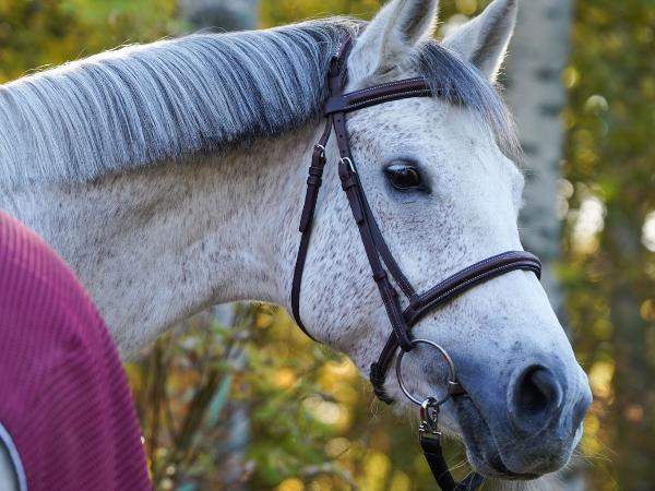Florentea