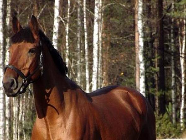 Balthazar