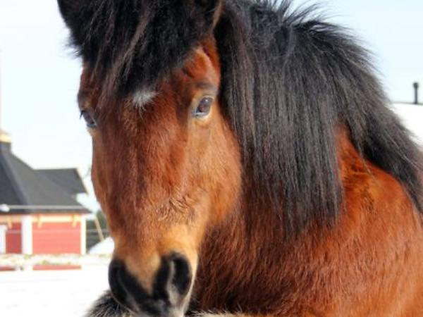 Spekingur fra Solvangi