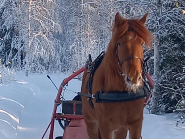 Särkelän Sipriina