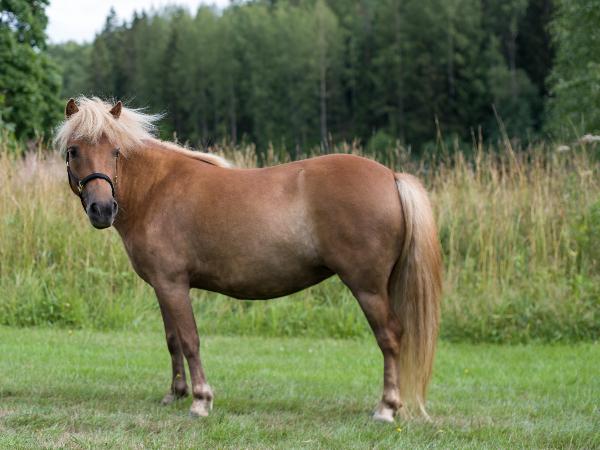 Castanja Baby Unicorn