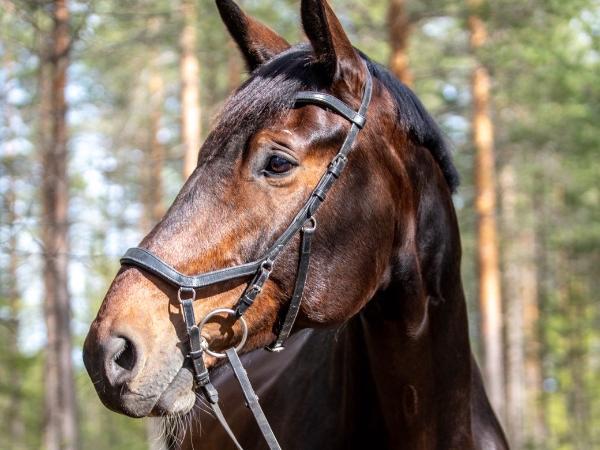 Hickstead Teddy Three