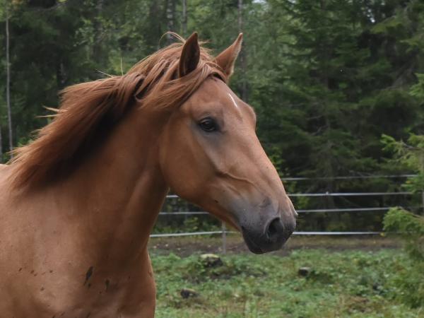 Vauhti Teppo