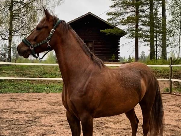 Remington