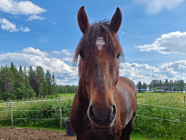 Majatalon Säihke
