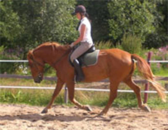 Leimutuli