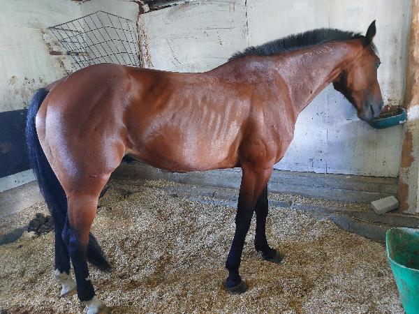 Yezzir Hanover