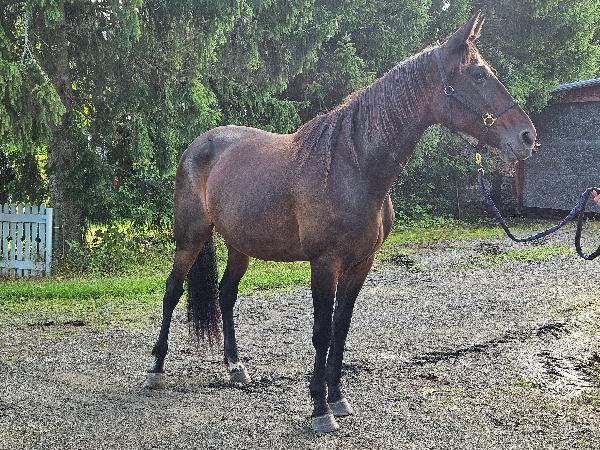 Amourus