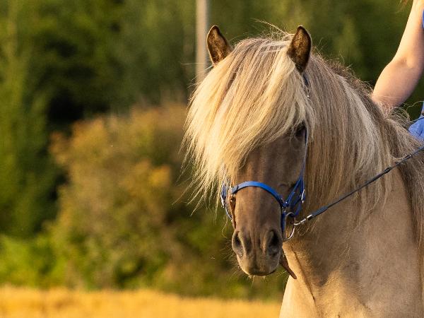 Ginnir fra Kastalavatni