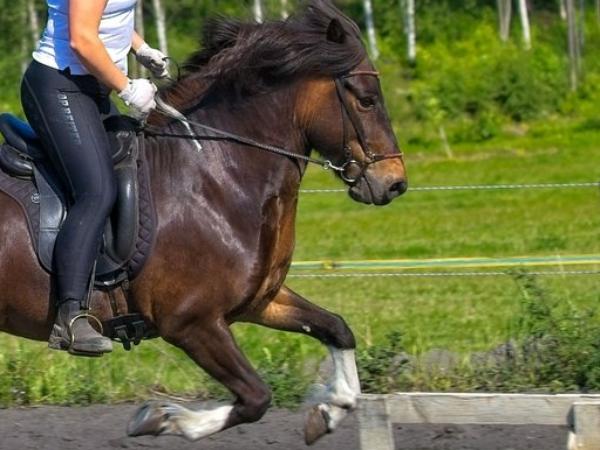 Hvinur från Eskeryd