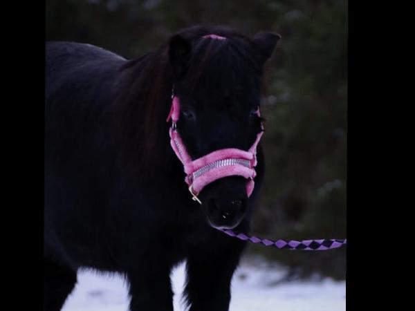 Månstorps Hilda