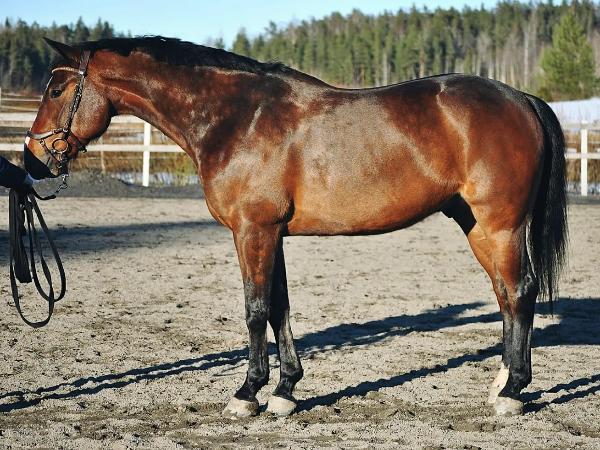 Silverleaf's Dorian