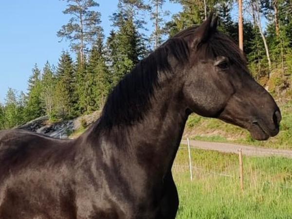 Kuningas Ässä