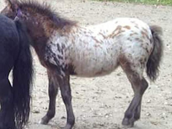 Silvermoon Donna