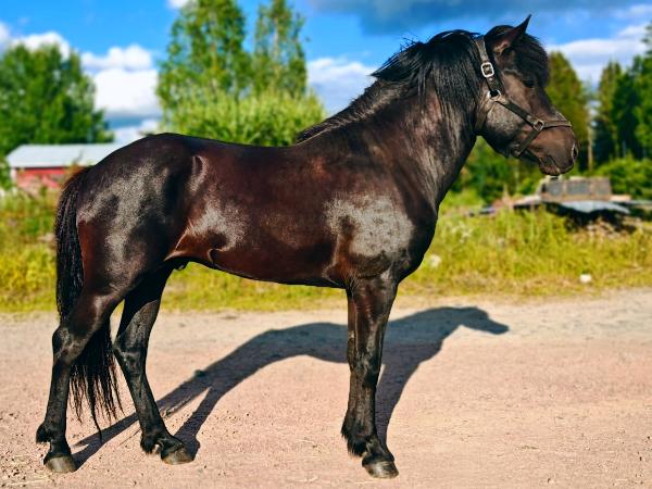 Leðurblökumaðurinn fra Hallanvaara