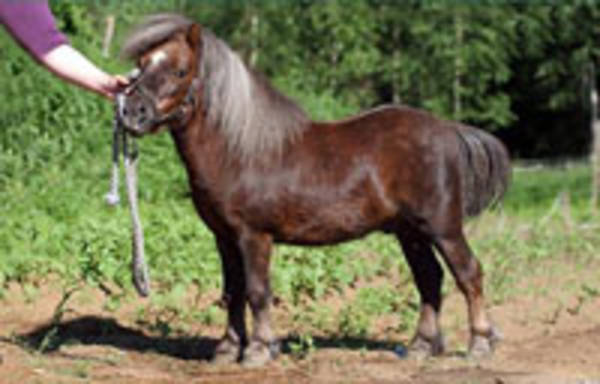 Lauran Vilkku
