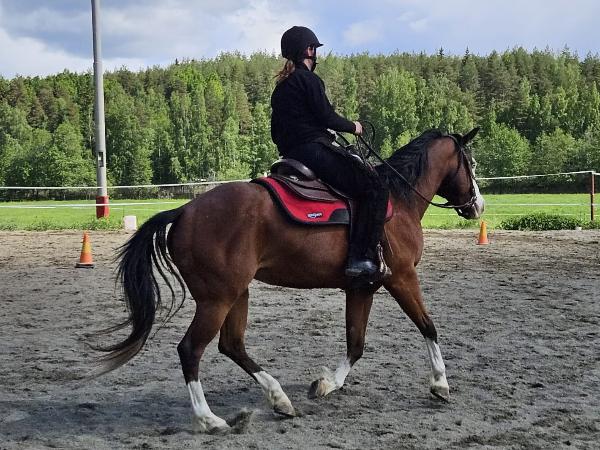 Midsummer Gun Dunit