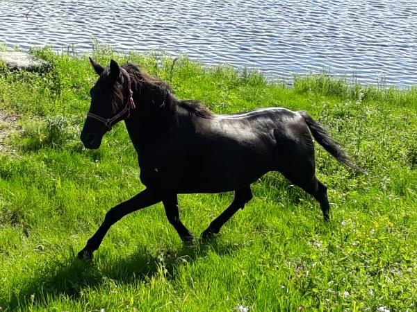 Magica De Bella