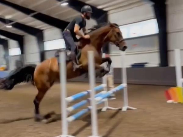 Pimpernel van de VD Stables
