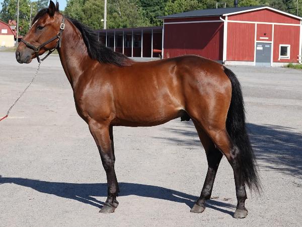 Alfred Andorra